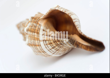 Seashell Stock Photo