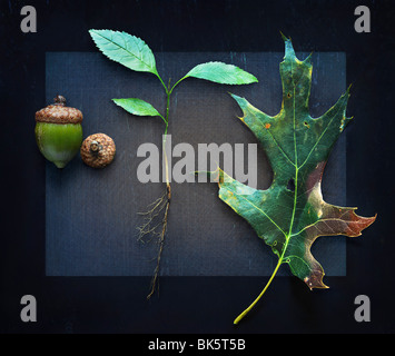 Studio shot of an acorn seed and a leaf, on white Stock Photo - Alamy