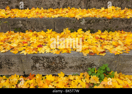 Autumn maple (Acer), Bavaria, Germany Stock Photo - Alamy
