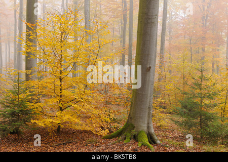 Beech Forest, Spessart, Bavaria, Germany Stock Photo