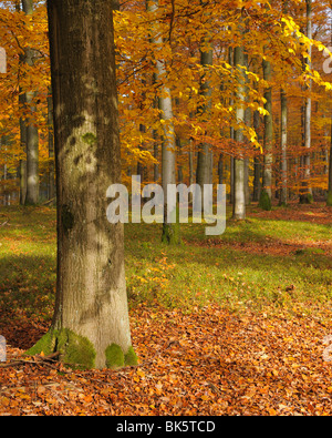 Beech Forest in Autumn, Spessart, Bavaria, Germany Stock Photo