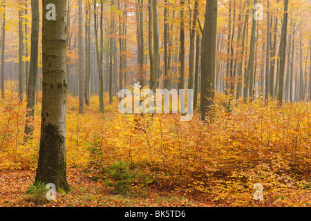 Beech Forest in Autumn, Spessart, Bavaria, Germany Stock Photo