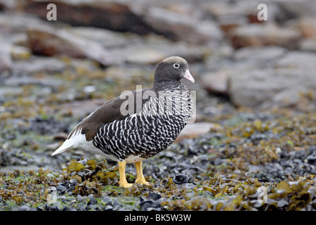 Female Falkland flightless steamer duck (Tachyeres brachypterus), New Island, Falkland Islands, South America Stock Photo