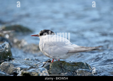 Antarctic tern (Sterna vittata), Grytviken, South Georgia, Polar Regions Stock Photo