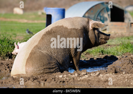 Stock photo of a pig wallowing in the mud on a free range pig farm in France. Stock Photo