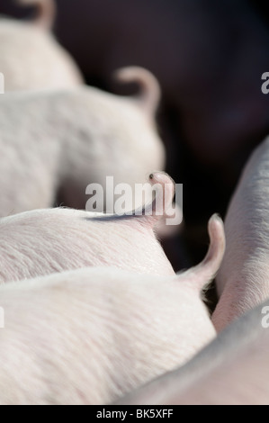 Stock photo of baby piglets tails. Stock Photo