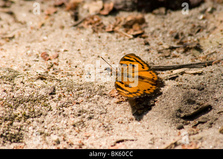 Baronet butterfly (euthalia nais) in Bandhavgarh National Park, India Stock Photo