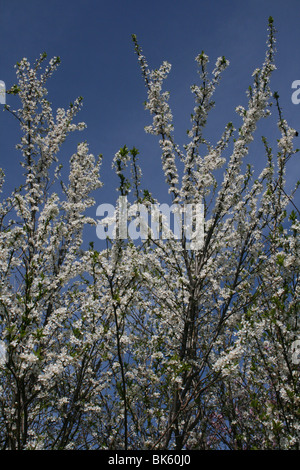 Blackthorn Prunus spinosa Blossom Taken at West Kirby, Wirral, UK Stock Photo