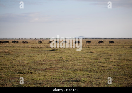 A procession of single file blue wildebeest  Connochaetes taurinus strolling across the Ndutu plains in Tanzania Stock Photo