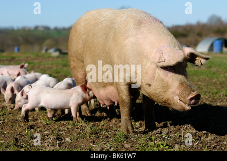 Stock photo of piglets feeding from their mother on a commercial pig farm in France. Stock Photo