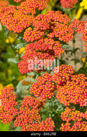 Achillea with a hover fly, growing in a perennial border, Wirral, England Stock Photo