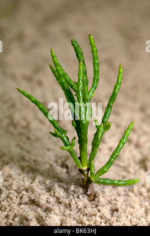 Common Glasswort, Salicorn (Salicornia europaea), plant on sand. Stock Photo