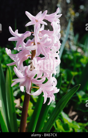 Pink Hyacinth (hyacinthus orientalis), flowering outside in the springtime Stock Photo