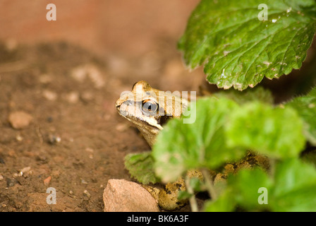 Common Frog (Rana temporaria) hiding under leaves, Hereford UK Stock Photo