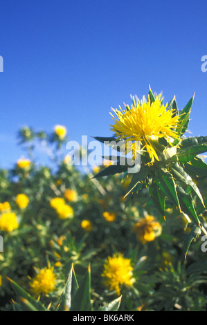 young safflower flowering plants California Stock Photo