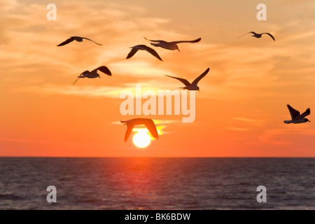 Birds flying at sunset, Sarasota, Florida, USA Stock Photo