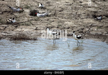 Avocets Recurvirostra avosetta and Nesting Terns Stock Photo