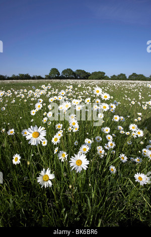 A profusion of ox-eye daisies, Chrysanthemium leucanthemum in an English meadow, Arglam, East Yorkshire, UK Stock Photo