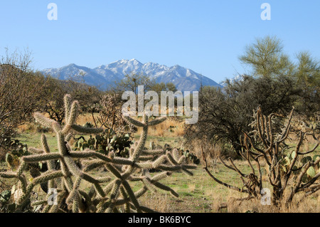 Snow covers the Santa Rita Mountains of the Coronado National Forest in the Sonoran Desert near Green Valley, Arizona, USA. Stock Photo