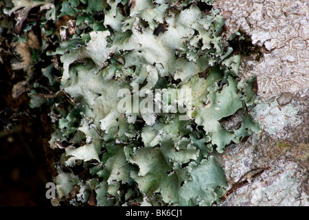 Foliose lichens on tree trunk Stock Photo