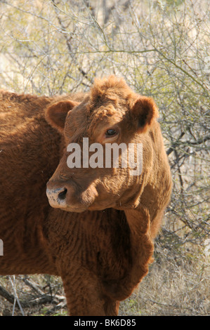 Cattle graze on open range in the foothills of the Santa Rita Mountains in the Sonoran Desert near Green Valley, Arizona, USA. Stock Photo