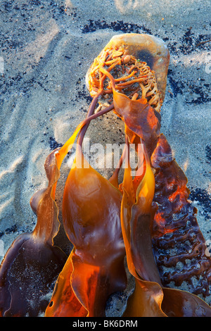 Seaweed on the beach at low tide, bathed in golden sunlight, West Witterings, West Sussex Stock Photo