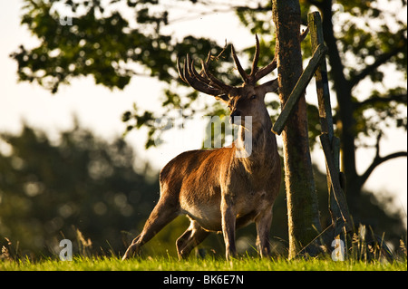 Red deer stag portrait Stock Photo