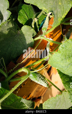 Cucumber plant on a vegetable garden Stock Photo