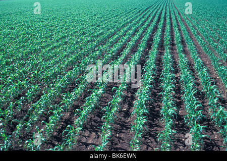 immature corn plants California Stock Photo