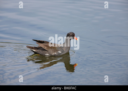 Exotic waterbird in Florida waters Florida Moorhen Stock Photo