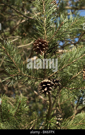 Pine cones on evergreen tree Stock Photo