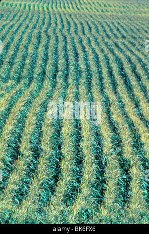 corn plant rows California Stock Photo