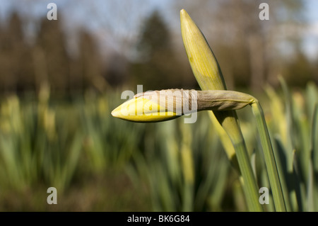 Budding Daffodils Narcissus Stock Photo