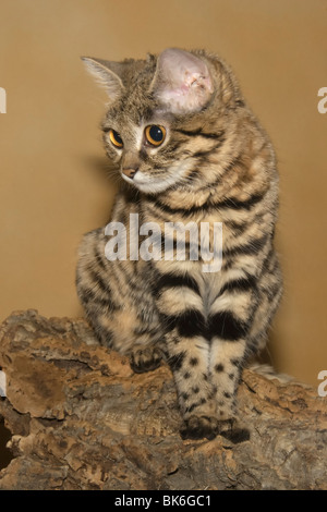 Black-footed Cat (Felis nigripes)