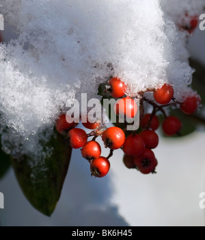 Snow Covered Red Berries Stock Photo