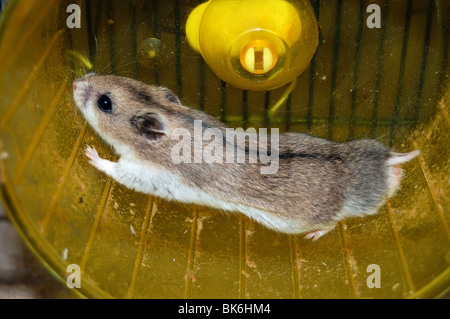 dwarf hamster running on wheel