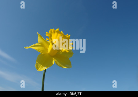 Daffodil against a deep blue sky.