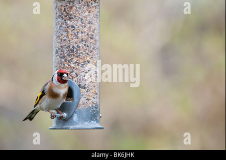 Goldfinch on a bird seed feeder Stock Photo