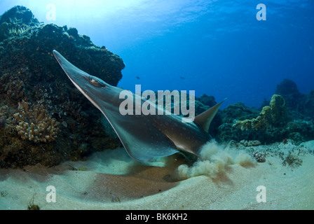 Guitar shark, Sodwana Bay, South Africa, Indian Ocean Stock Photo