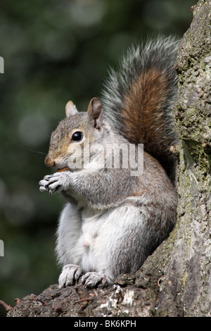 Grey Squirrel Sciurus carolinensis Sat On Tree Trunk Eating Nut Taken In Grosvenor Park, Chester, UK Stock Photo