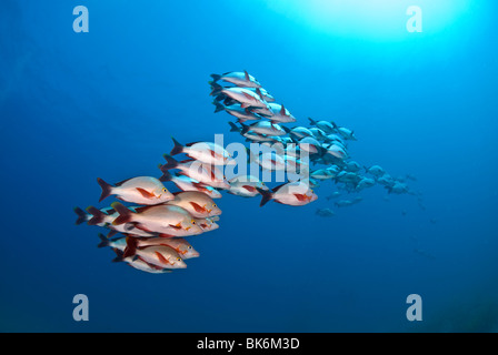 School of red snappers, South Africa, Indian Ocea Stock Photo