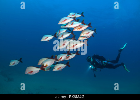 School of red snappers and scuba diver, South Africa, Indian Ocea Stock Photo