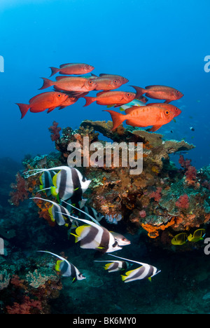 School of big eye snappers and banner fish, South Africa, Indian Ocea Stock Photo