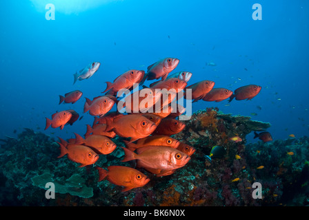 School of big eye snappers, South Africa, Indian Ocean Stock Photo
