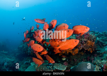 School of big eye snappers, South Africa, Indian Ocea Stock Photo