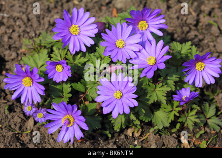 Violet spring anemone flowers close up Anemone blanda Stock Photo