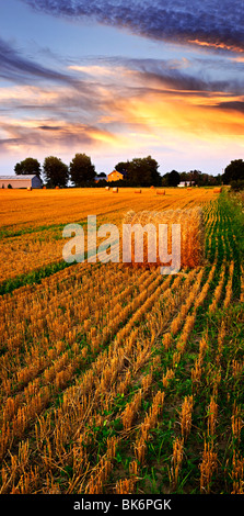 Golden sunset over farm field with hay bales Stock Photo