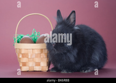 black bunny with chocolate easter eggs isolated on brown background Stock Photo