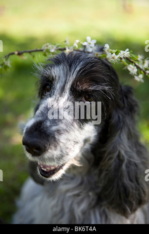 English cocker Spaniel with crown made of spring little white flowers on its head Stock Photo