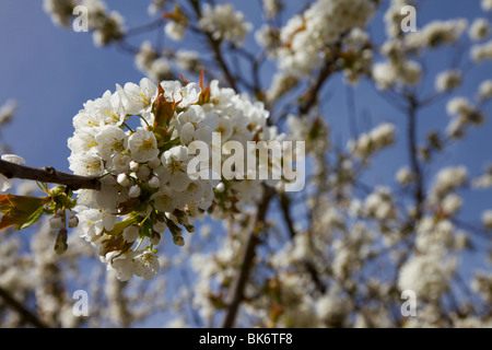 An apple blossom tree in full flower Stock Photo